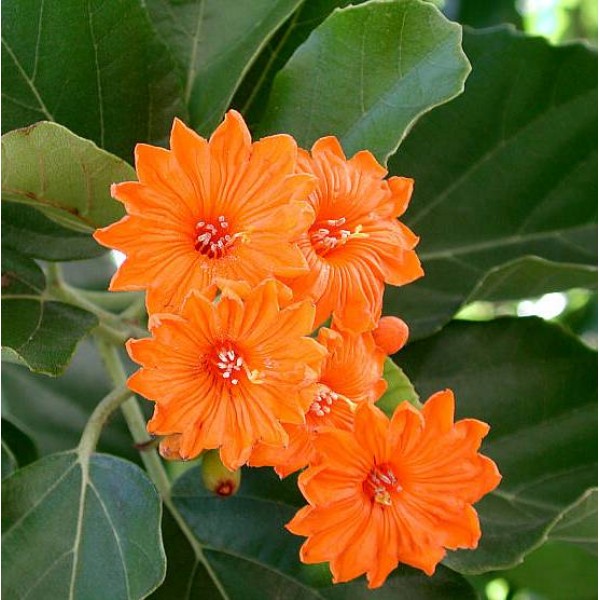 Cordia Dodecandra Plant